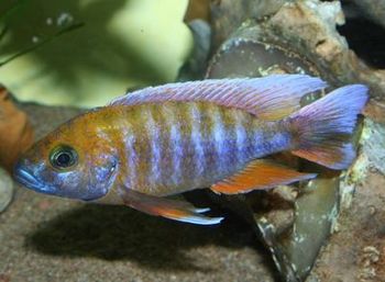 Aulonocara jacobfreibergi Otter Point.jpg