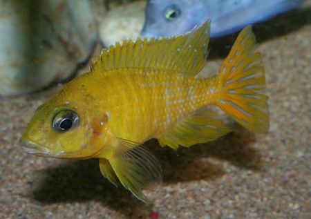 Aulonocara cf. baenschi Maleri.jpg