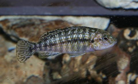 Labidochromis flavigulis.jpg