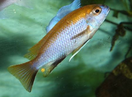 Gephyrochromis lawsi.jpg