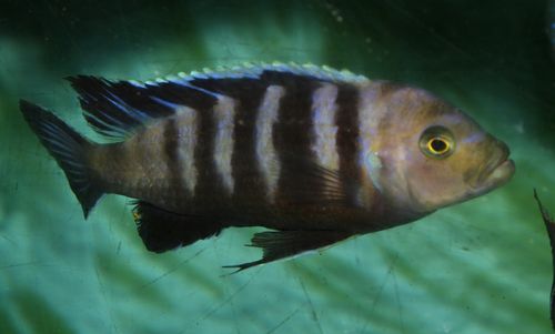Cynotilapia sp. lion.jpg