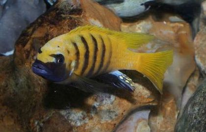 Pseudotropheus sp. zebra gold Kawanga.jpg