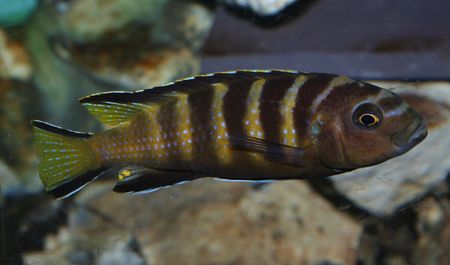 Pseudotropheus sp. chailosi.jpg
