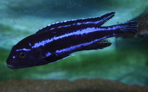 Pseudotropheus johannii.jpg