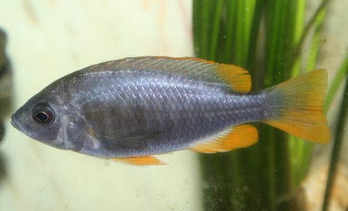Copadichromis borleyi Kadango.jpg