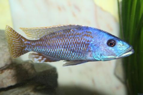 Nimbochromis fuscotaeniatus.jpg