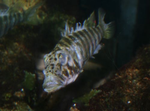 Ctenochromis horei.jpg