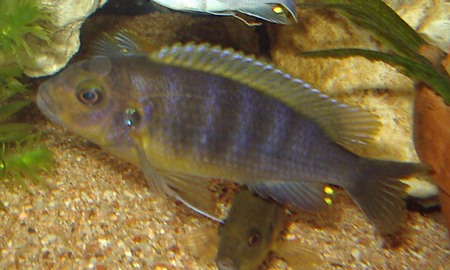 femelle labidochromis hongi?