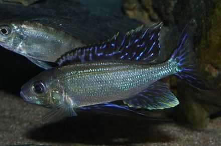 Cyathopharynx furcifer Ruziba.jpg