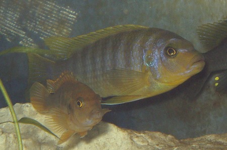 femelle labidochromis hongi?