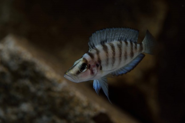 Altolamprologus compressiceps kiku femelle