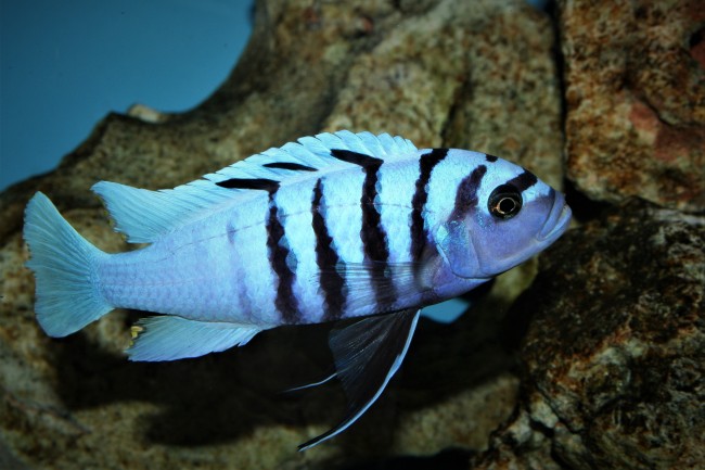 Cynotilapia sp hara Gallireya Reef male1.jpg