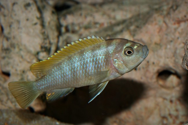 Cynotilapia zebroides Jalo Reef femelle incub.jpg