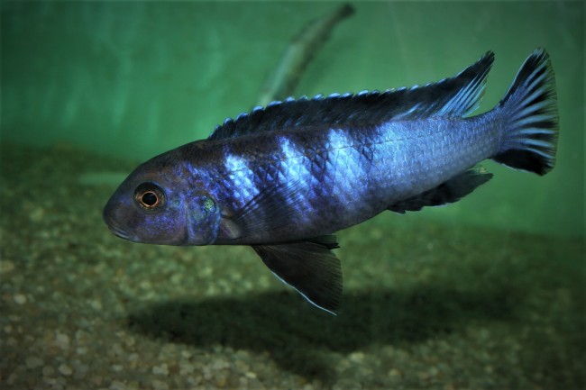 Chindongo bellicosus (Cynotilapia sp. elongatus slab) Namalenje Island male.jpg