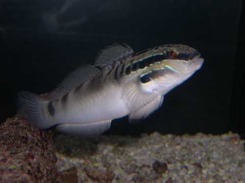 Amblygobius byonensis, un chouette gobie