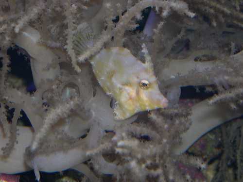 Acreichthys tomentosus , poisson censé manger les Aptasia