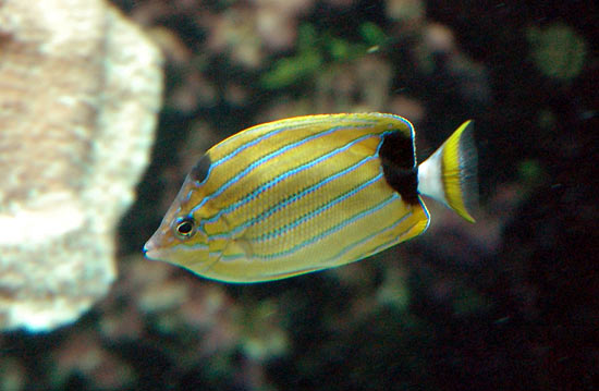 chaetodon-fremblii.jpg