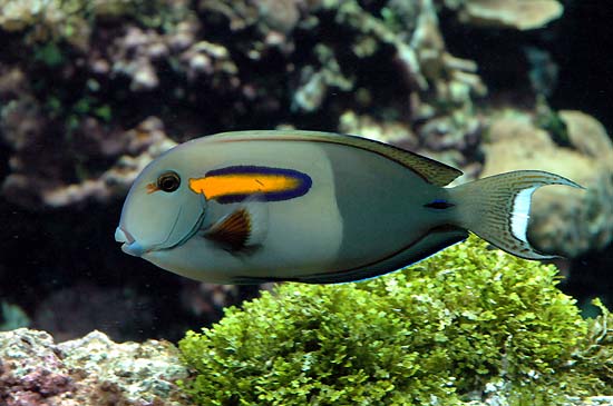 acanthurus-olivaceus-ad.jpg