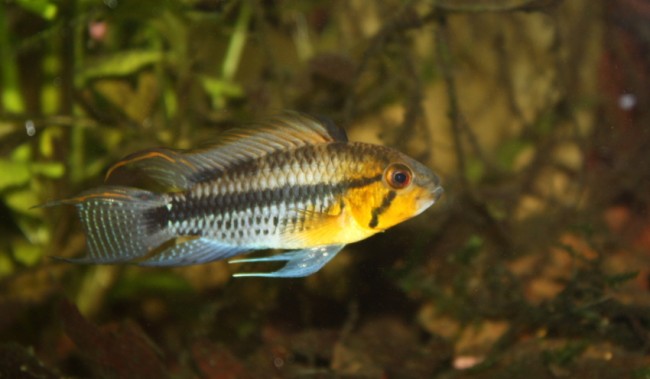cf.luelingi.JPG
