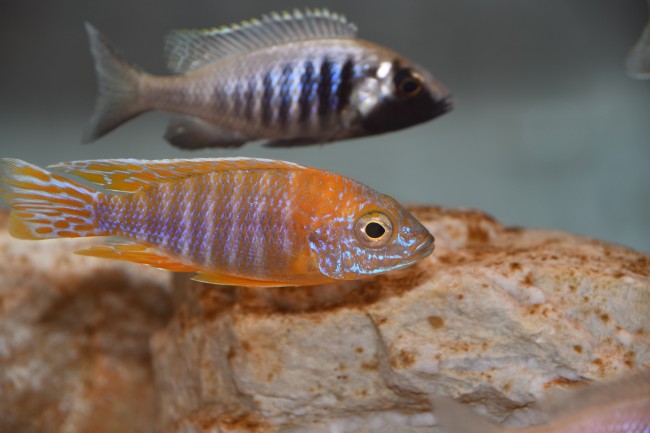A. sp. stuart maleri chidunga.JPG