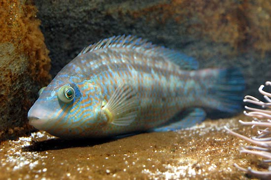 symphodus-melops-m.jpg