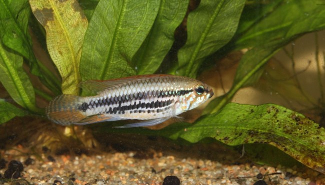A.sp.miua.JPG