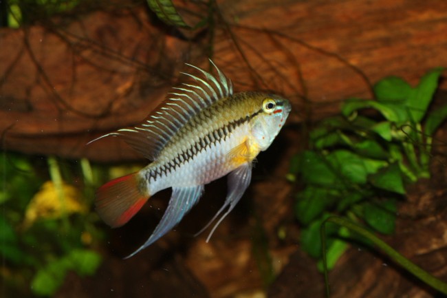 Apisto sp.D28.JPG