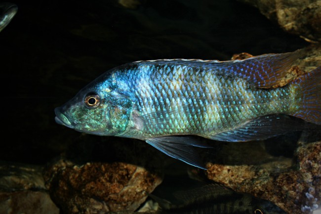 Placidochromis johnstoni mâle.jpg
