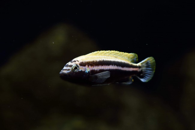 Melanochromis auratus mâle