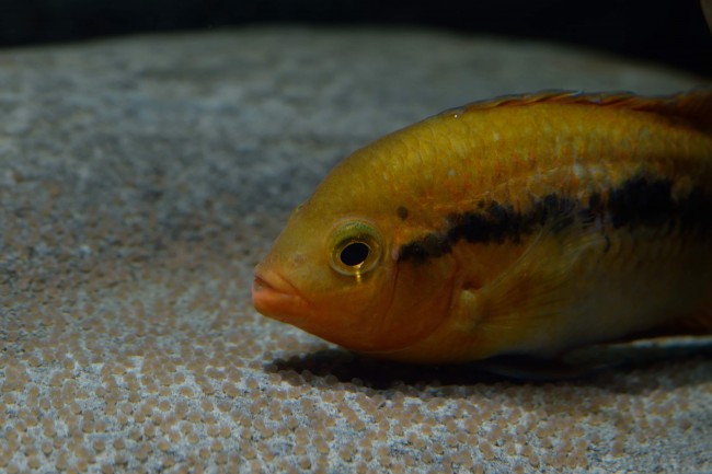 Herotilapia multispinosa femelle