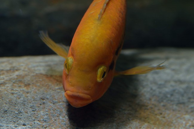 Herotilapia multispinosa mâle