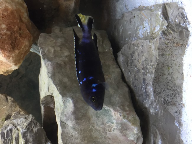Mon pseudo elongatus chewere