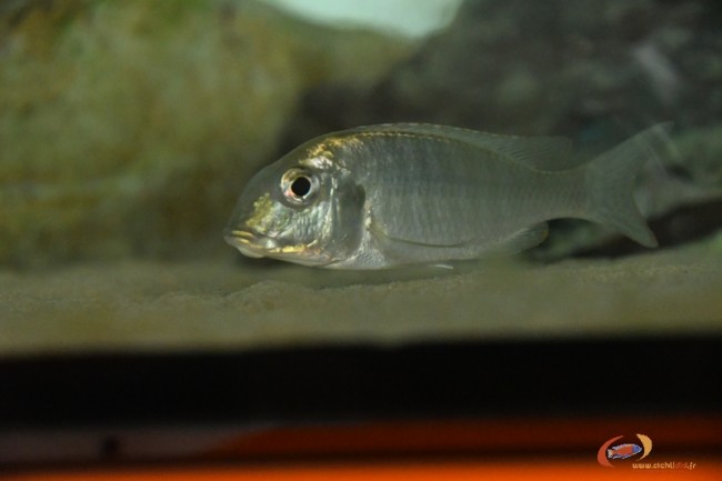 L. marginatus chipokaF.jpg