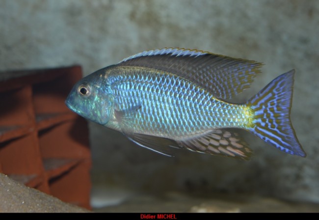 L. sp black fin M.JPG