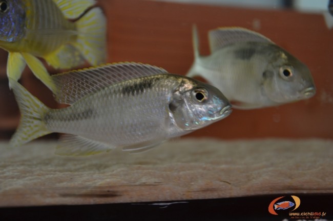 L. sp black fin juvenils2.JPG