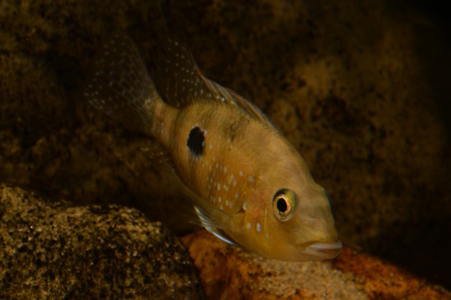 DSC_0605.JPG