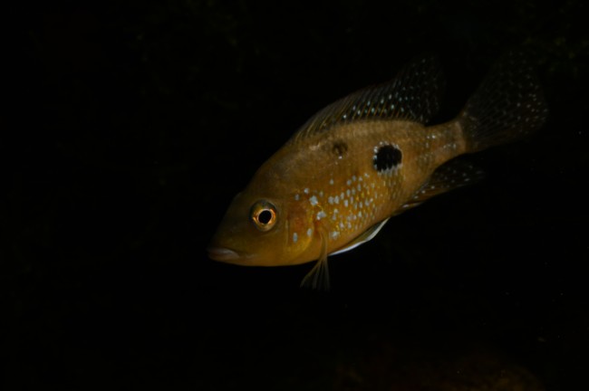 DSC_0631.JPG