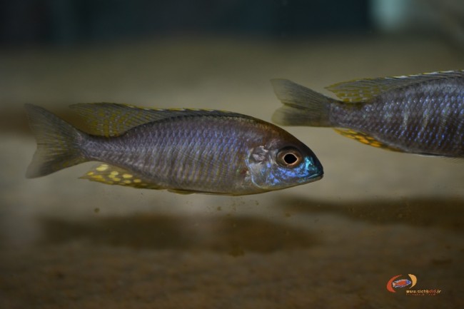 L. sp. 'nyassae' kande island mâle