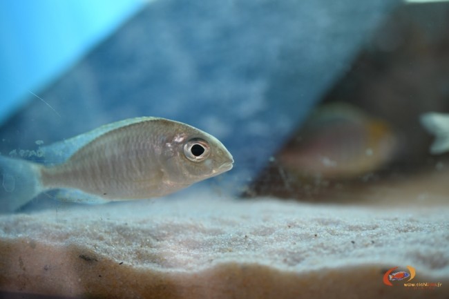 L. sp. 'nyassae' kande island femelle