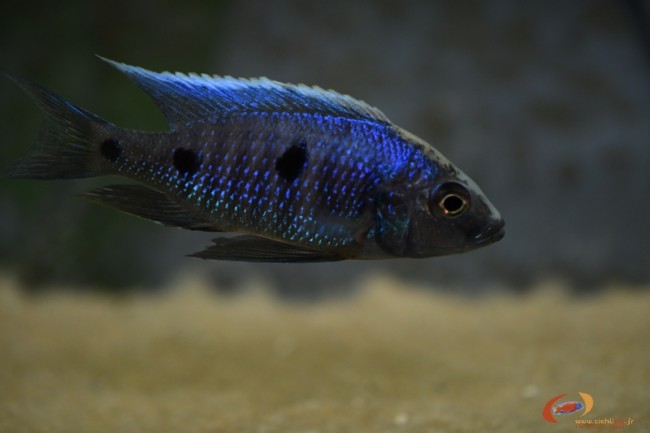 Copadichromis parvus Metangula mâle