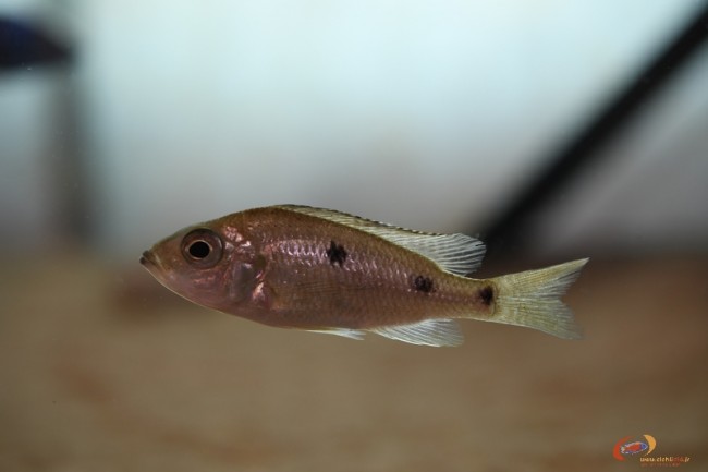 Copadichromis parvus Metangula femelle