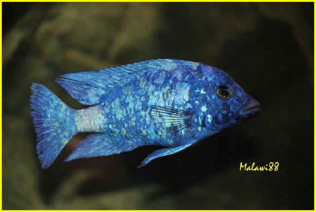 Placidodochromis sp. “phenochilus tanzania” Lupingu F1 (10).jpg