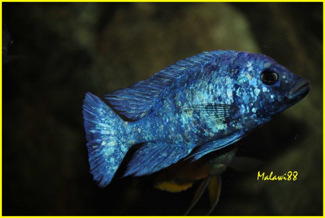 Placidodochromis sp. “phenochilus tanzania” Lupingu F1 (14).jpg