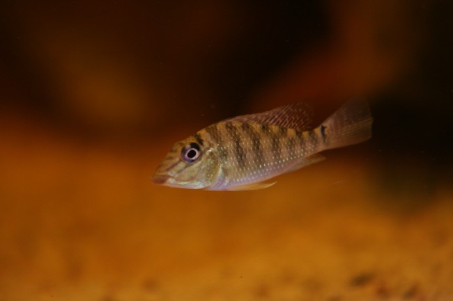 IMG_4785.JPG