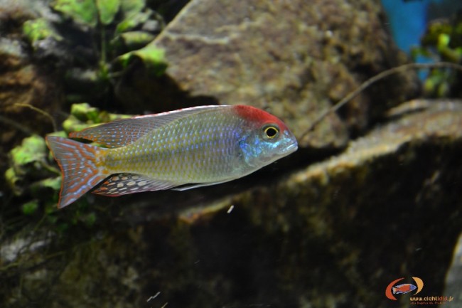 Lethrinops sp. 'red cap' Mdoka (mâle)