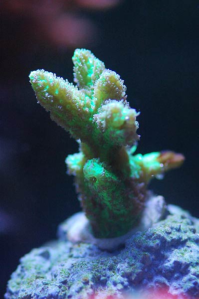 corail_fluo.jpg