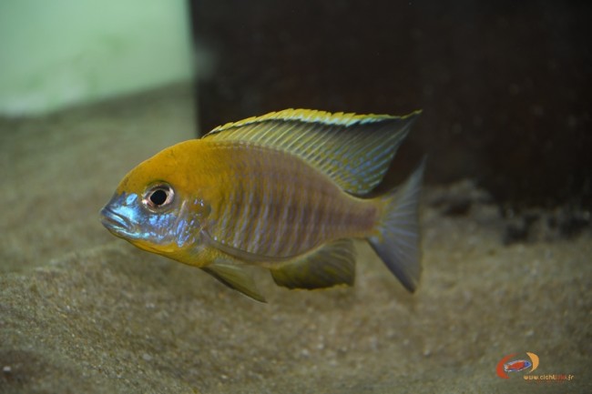 Lethrinops sp. 'yellow collar' Harbour bay (mâle)