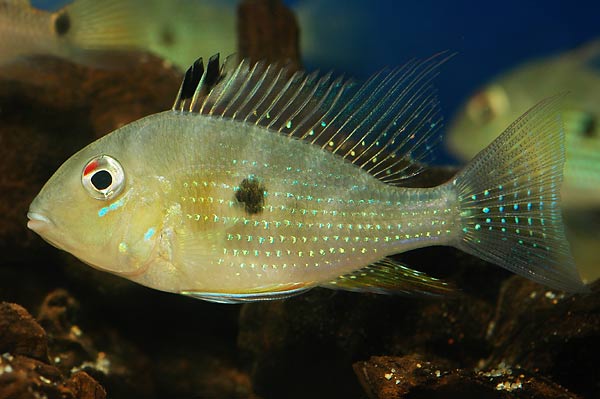 acarichthys.jpg