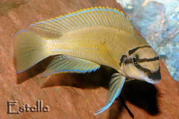 chalinochromis-brichardi-1.jpg