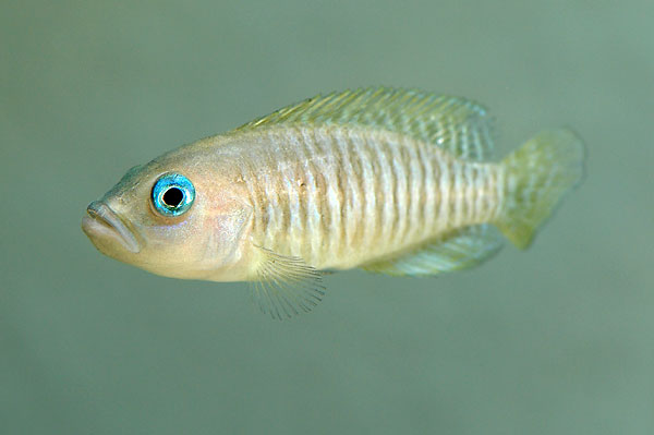 multifasciatus.jpg